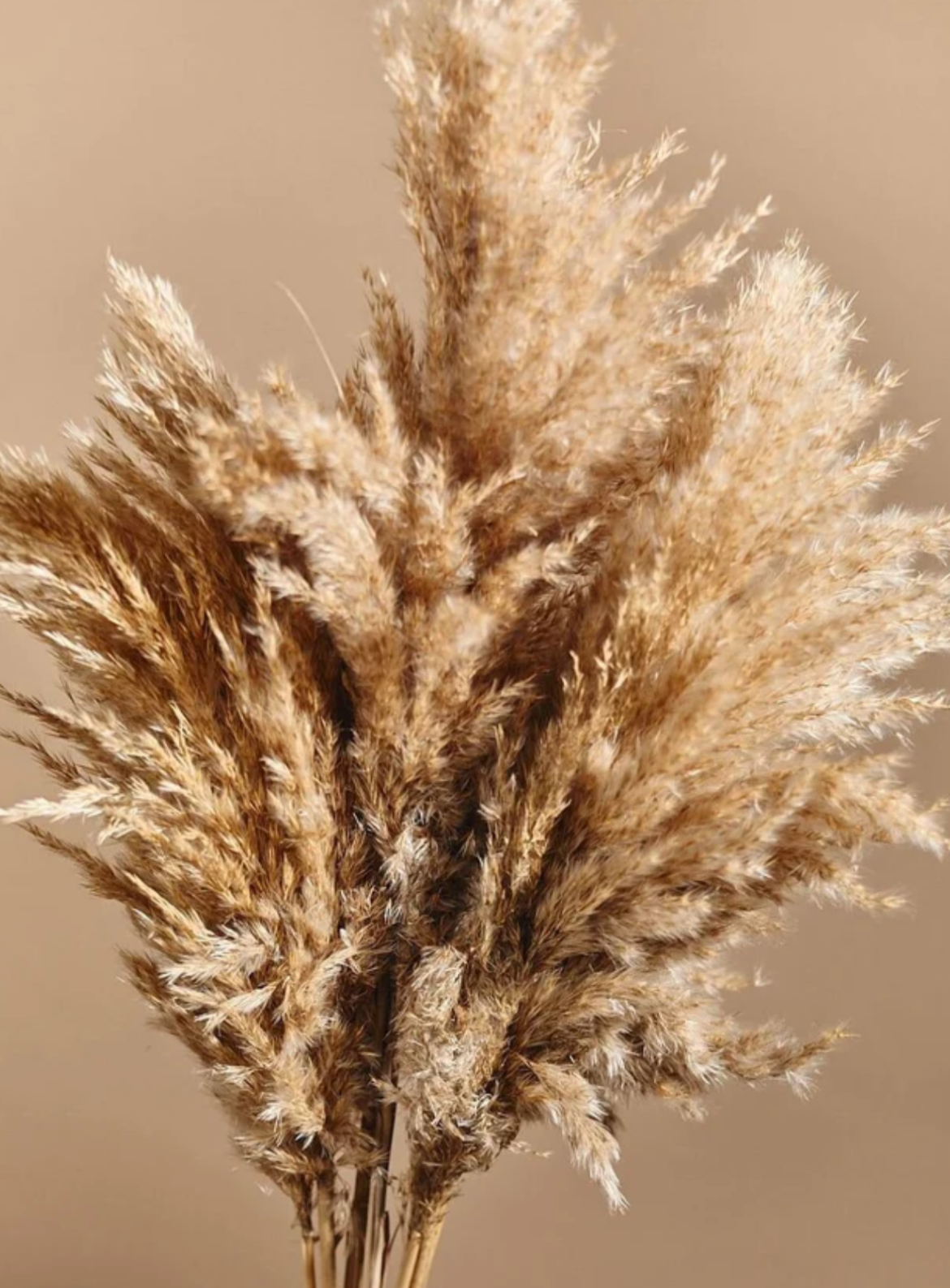 Pampas Grass