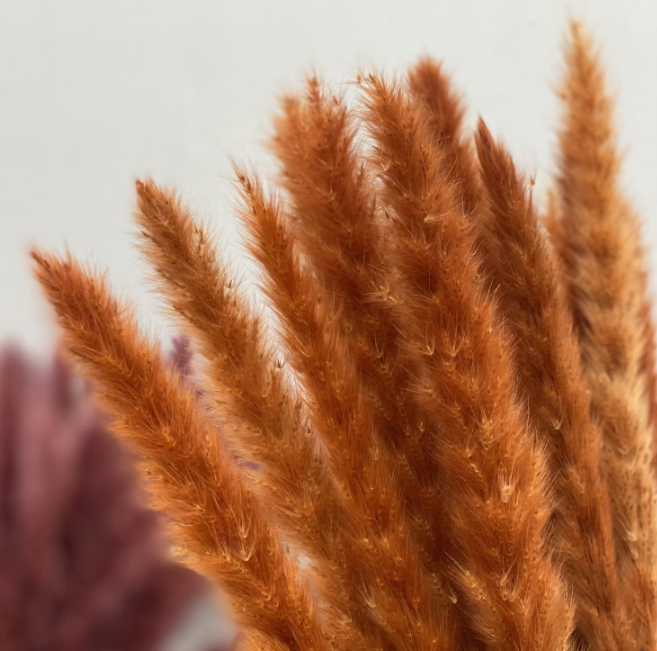Foxtail Grass