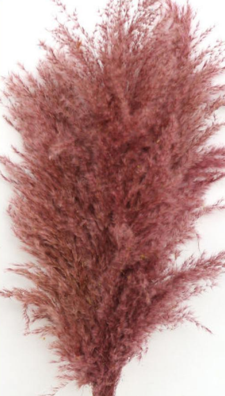 Pampas Grass