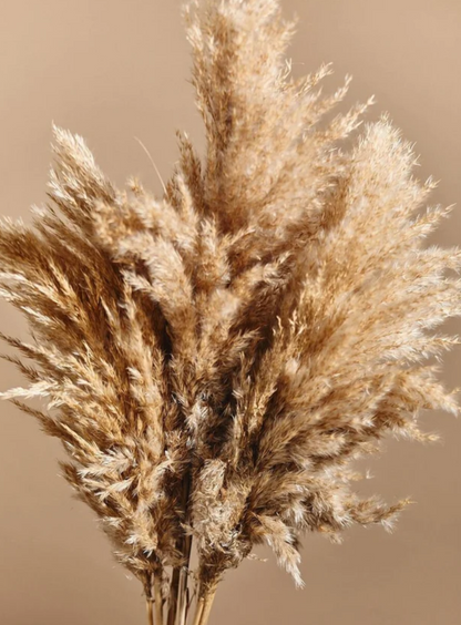 Pampas Grass