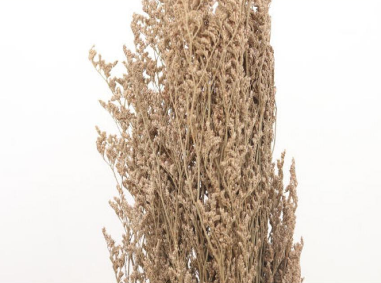 Limonium Grass