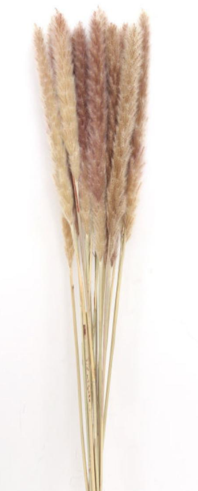 Foxtail Grass