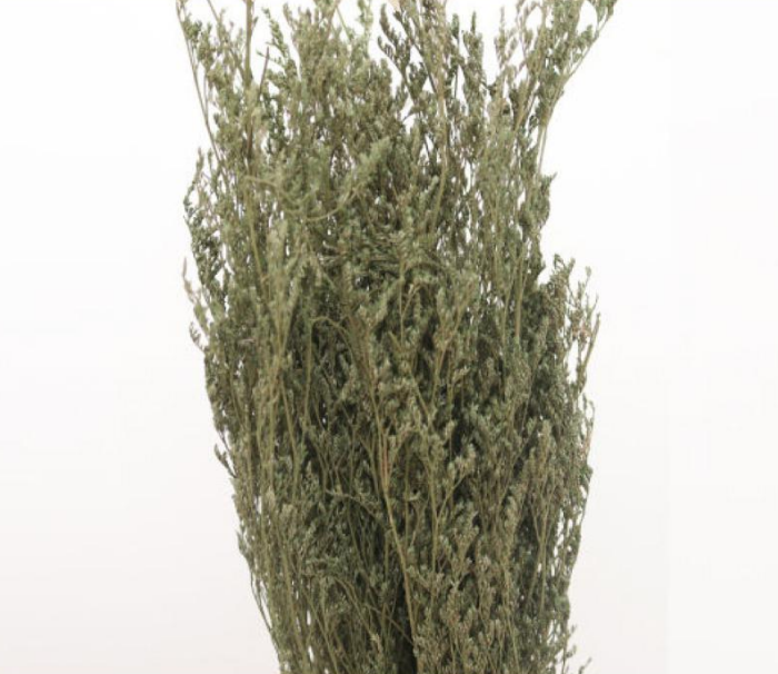 Limonium Grass