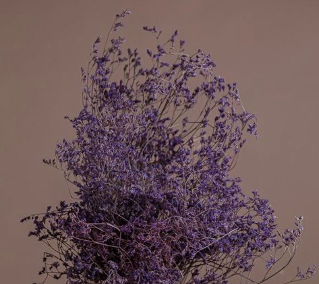 Limonium Grass