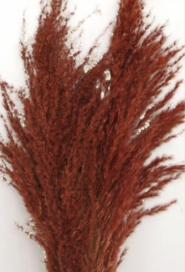 Pampas Grass