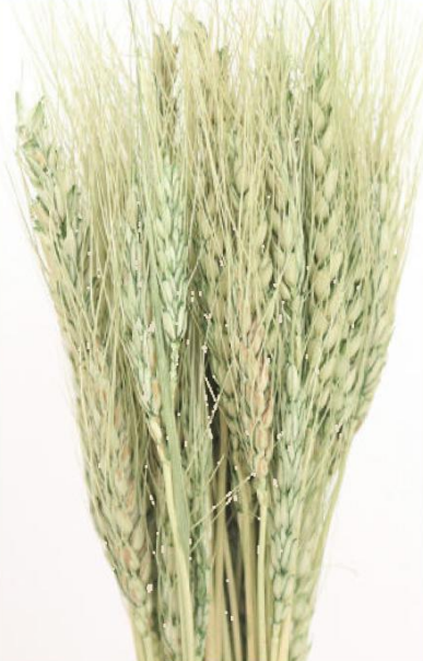 Wheat Grass